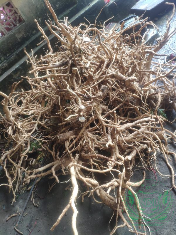 Củ đinh lăng nếp lá nhỏ tây nguyên