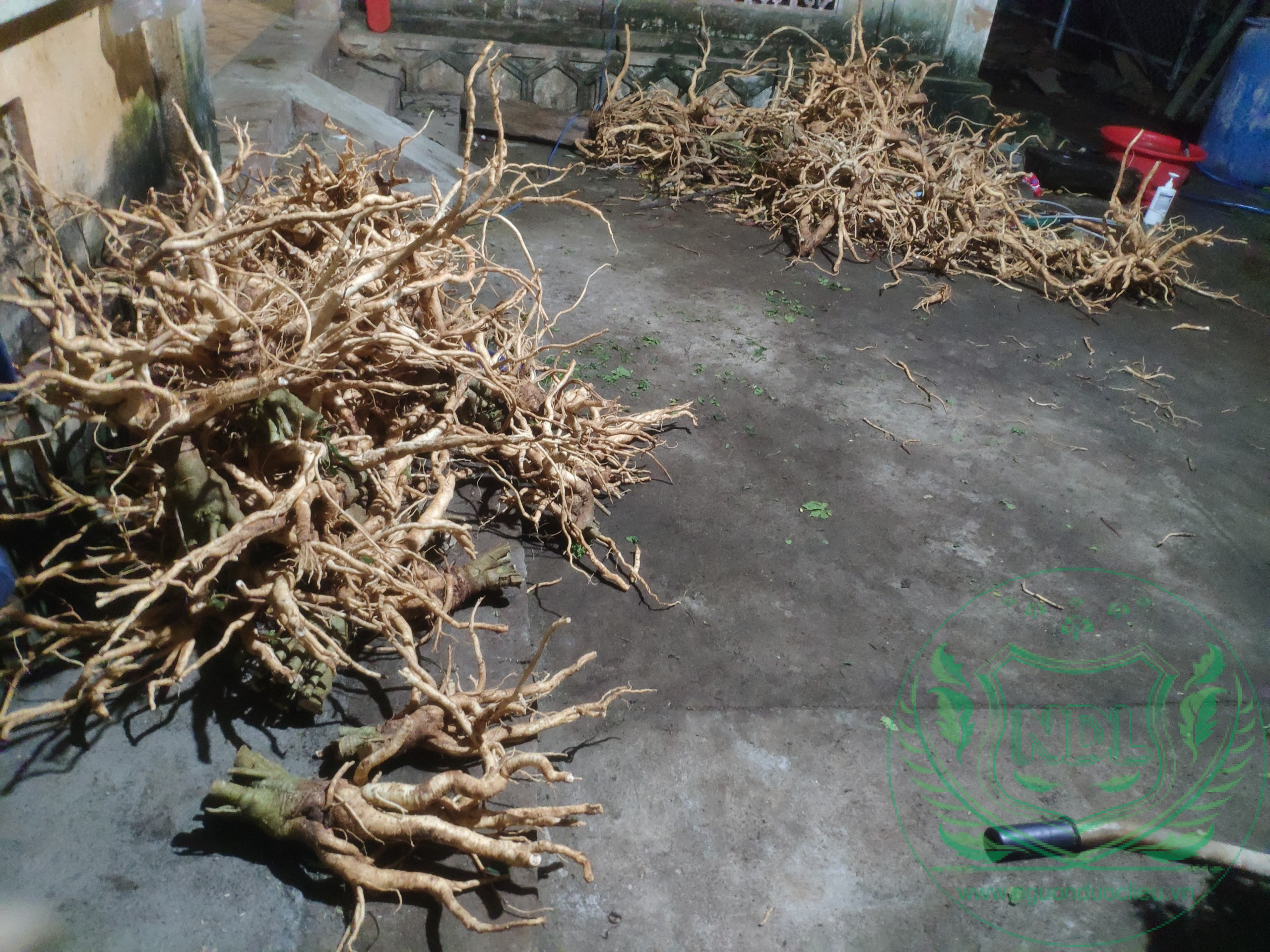 Củ đinh lăng nếp lá nhỏ tây nguyên