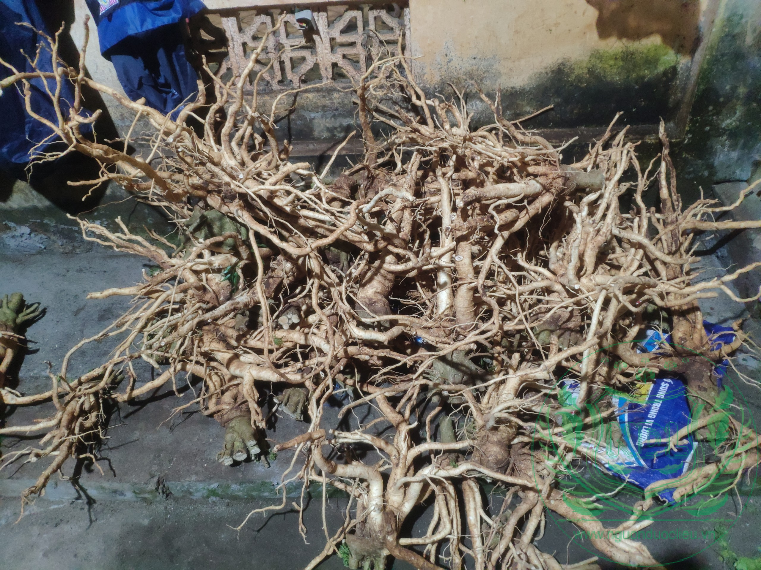 Củ đinh lăng nếp lá nhỏ tây nguyên
