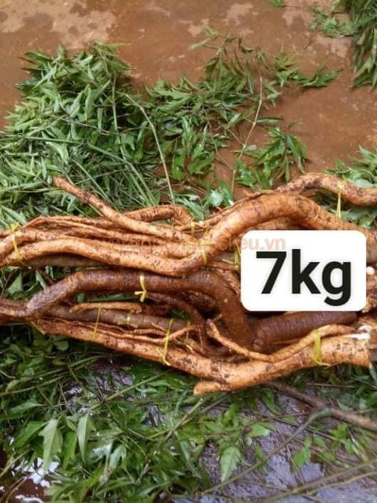 Củ rễ đinh lăng nếp lá nhỏ tây nguyên