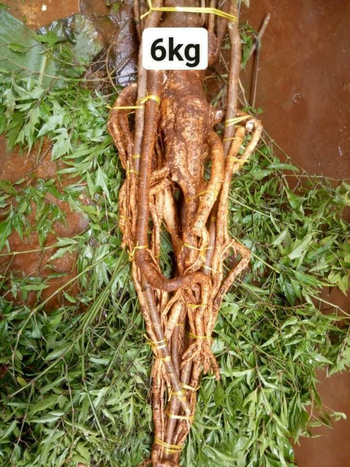 Củ rễ đinh lăng nếp lá nhỏ tây nguyên