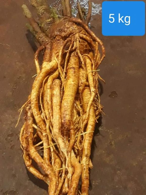 Củ rễ đinh lăng nếp lá nhỏ tây nguyên