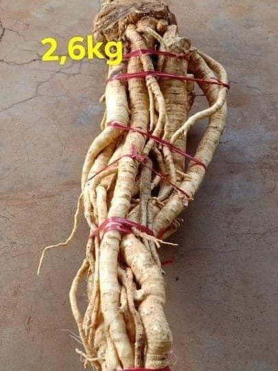 Củ rễ đinh lăng nếp lá nhỏ tây nguyên