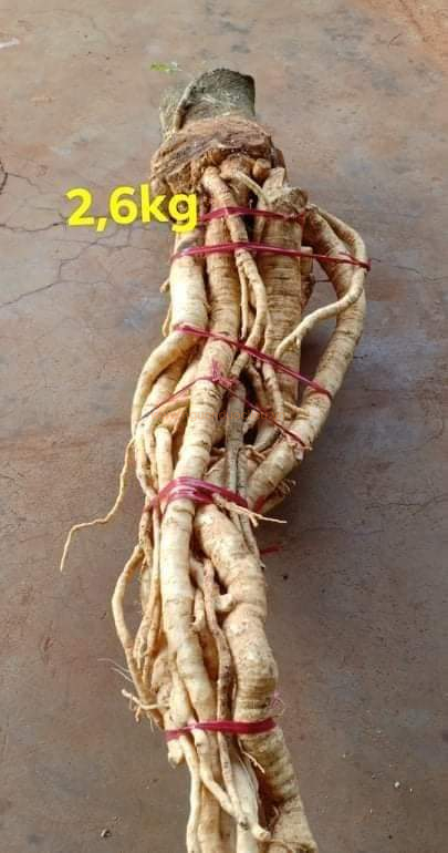 Củ rễ đinh lăng nếp lá nhỏ tây nguyên