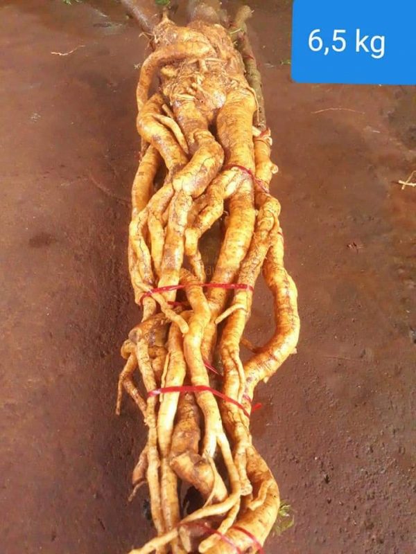 Củ rễ đinh lăng nếp lá nhỏ tây nguyên