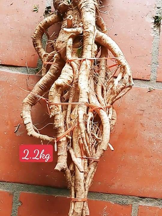 Củ rễ đinh lăng nếp lá nhỏ tây nguyên