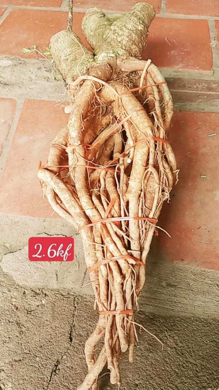 Củ rễ đinh lăng nếp lá nhỏ tây nguyên