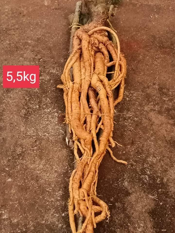 Củ rễ đinh lăng nếp lá nhỏ tây nguyên