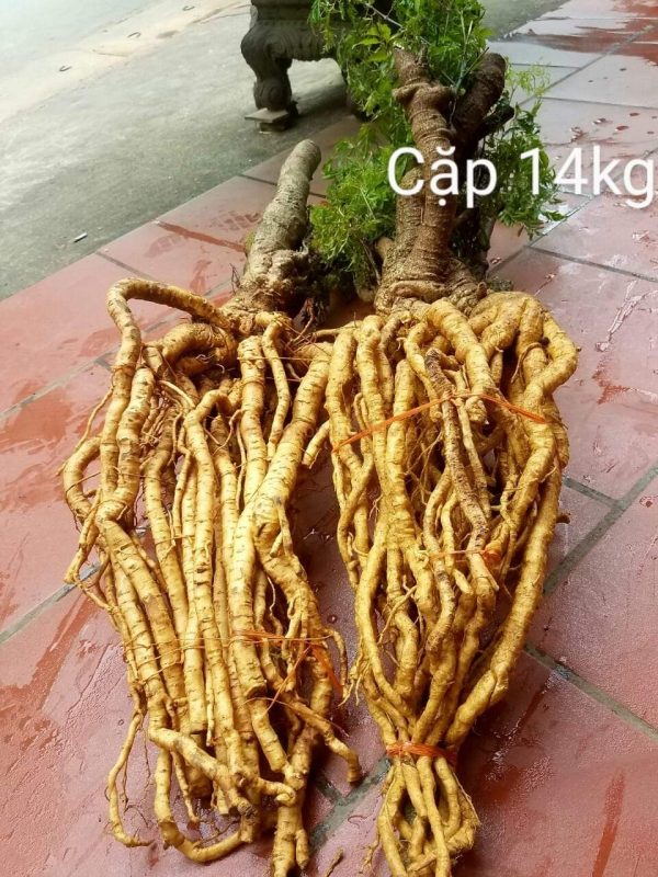 Củ rễ đinh lăng nếp lá nhỏ tây nguyên