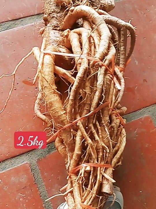 Củ rễ đinh lăng nếp lá nhỏ tây nguyên