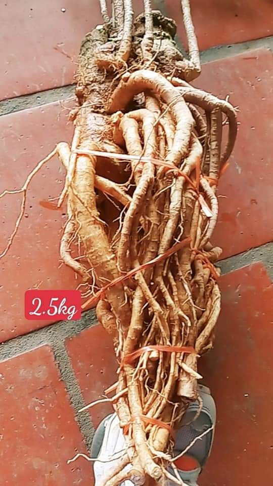 Củ rễ đinh lăng nếp lá nhỏ tây nguyên