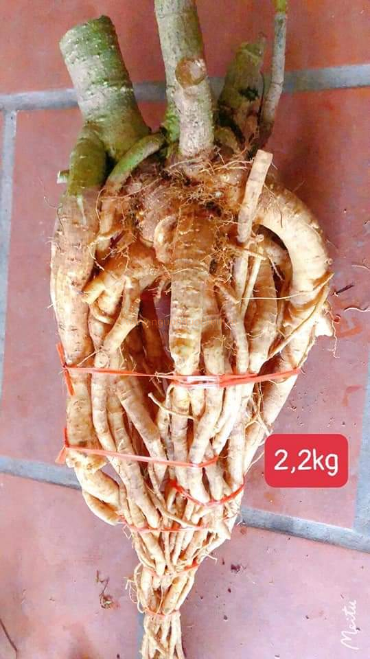 Củ rễ đinh lăng nếp lá nhỏ tây nguyên