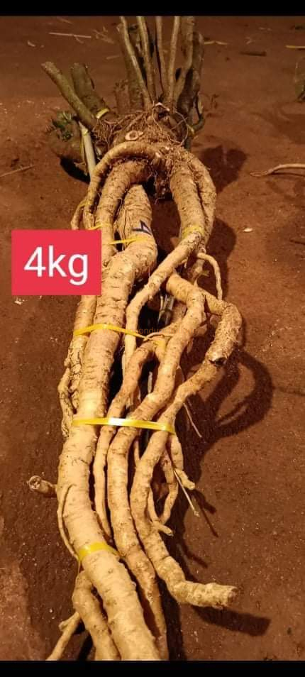 Củ rễ đinh lăng nếp lá nhỏ tây nguyên