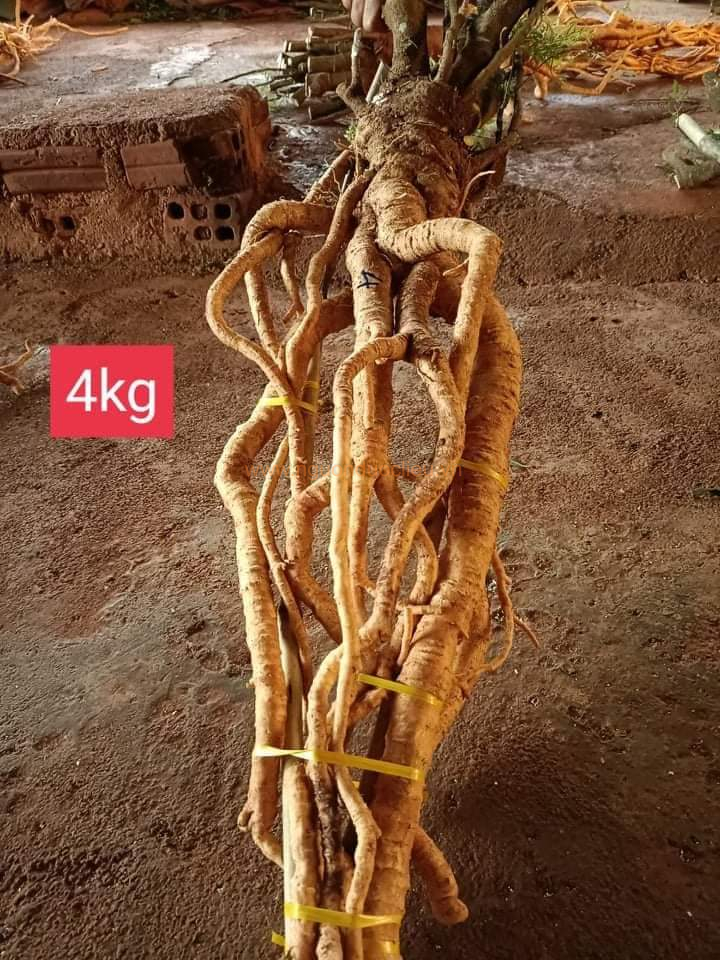Củ rễ đinh lăng nếp lá nhỏ tây nguyên