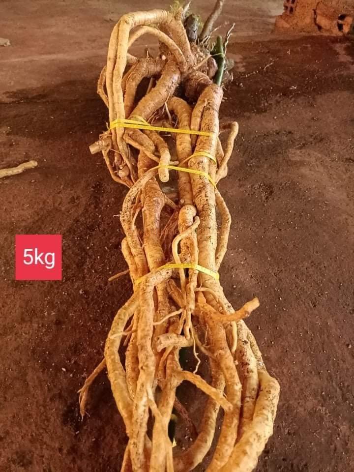 Củ rễ đinh lăng nếp lá nhỏ tây nguyên