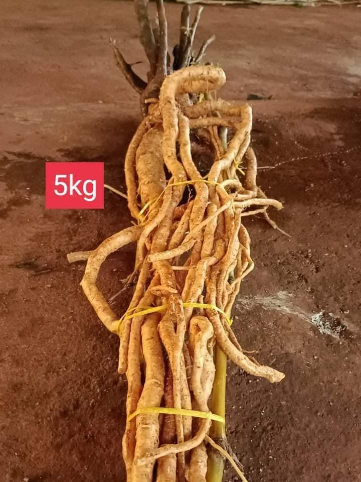 Củ rễ đinh lăng nếp lá nhỏ tây nguyên