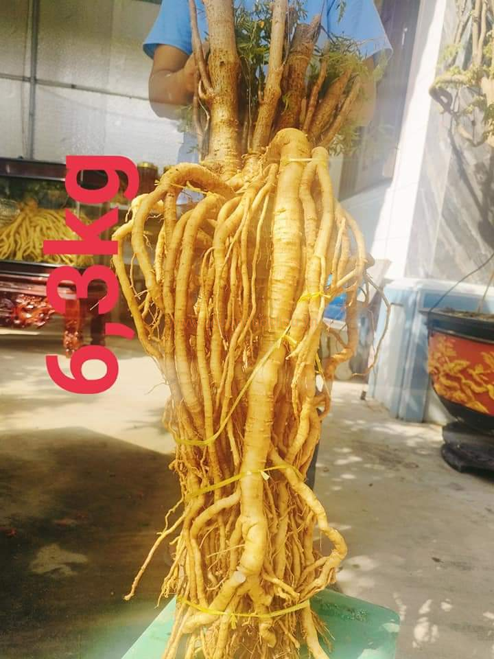 Củ rễ đinh lăng nếp lá nhỏ tây nguyên