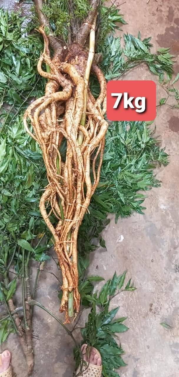 Củ rễ đinh lăng nếp lá nhỏ tây nguyên