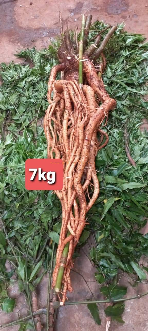Củ rễ đinh lăng nếp lá nhỏ tây nguyên
