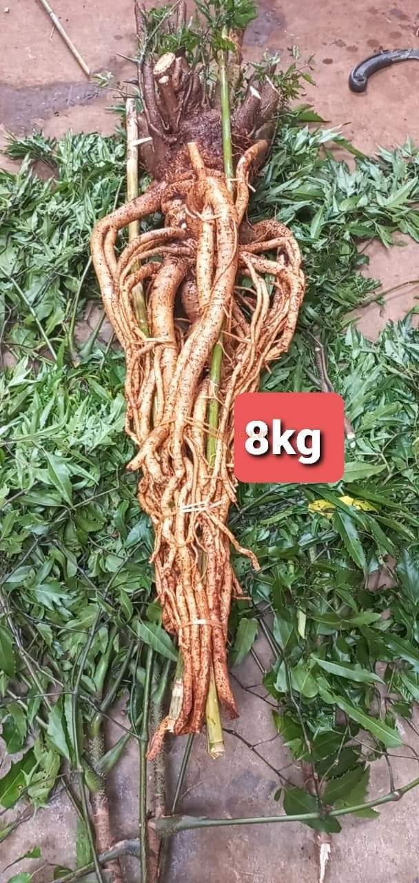 Củ rễ đinh lăng nếp lá nhỏ tây nguyên