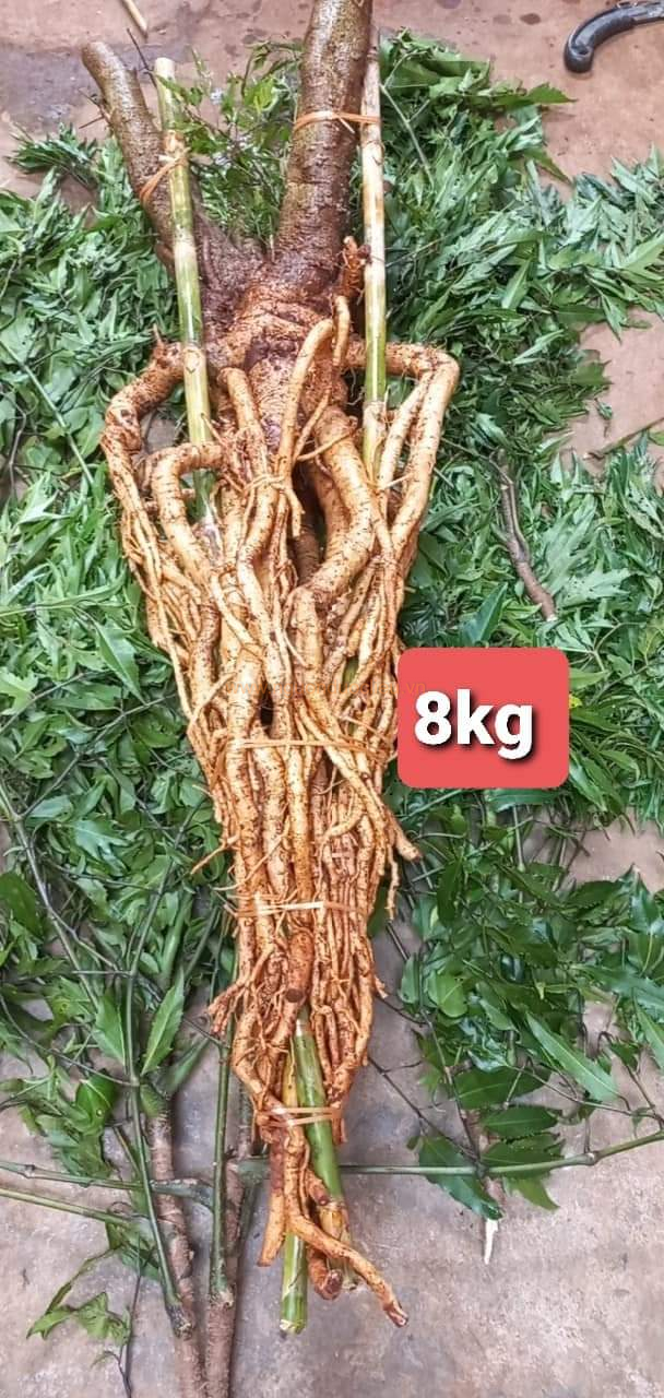 Củ rễ đinh lăng nếp lá nhỏ tây nguyên
