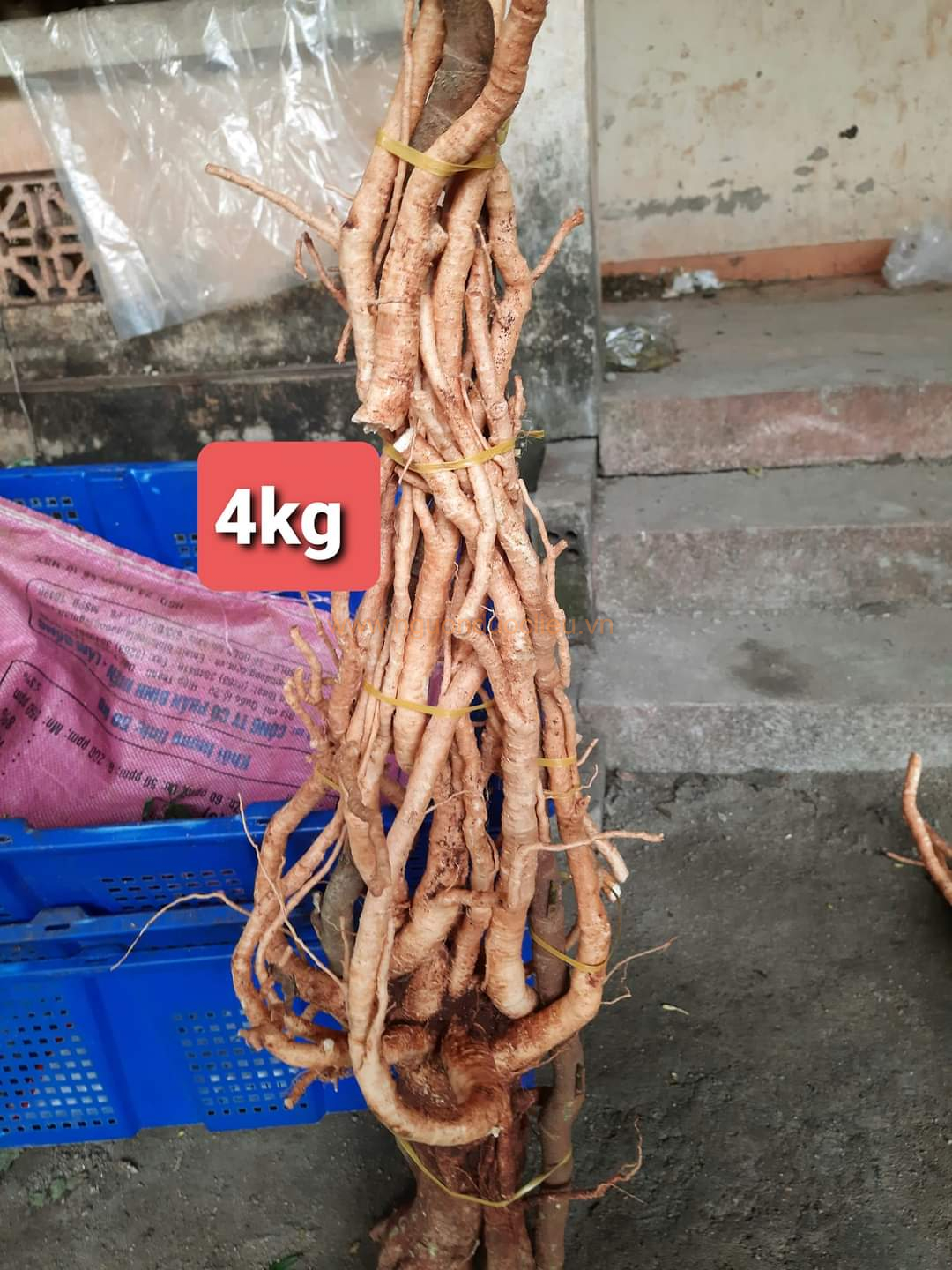 Củ rễ đinh lăng nếp lá nhỏ tây nguyên