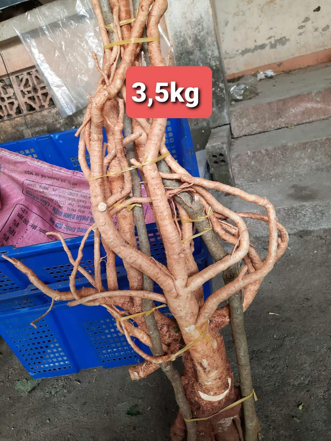 Củ rễ đinh lăng nếp lá nhỏ tây nguyên