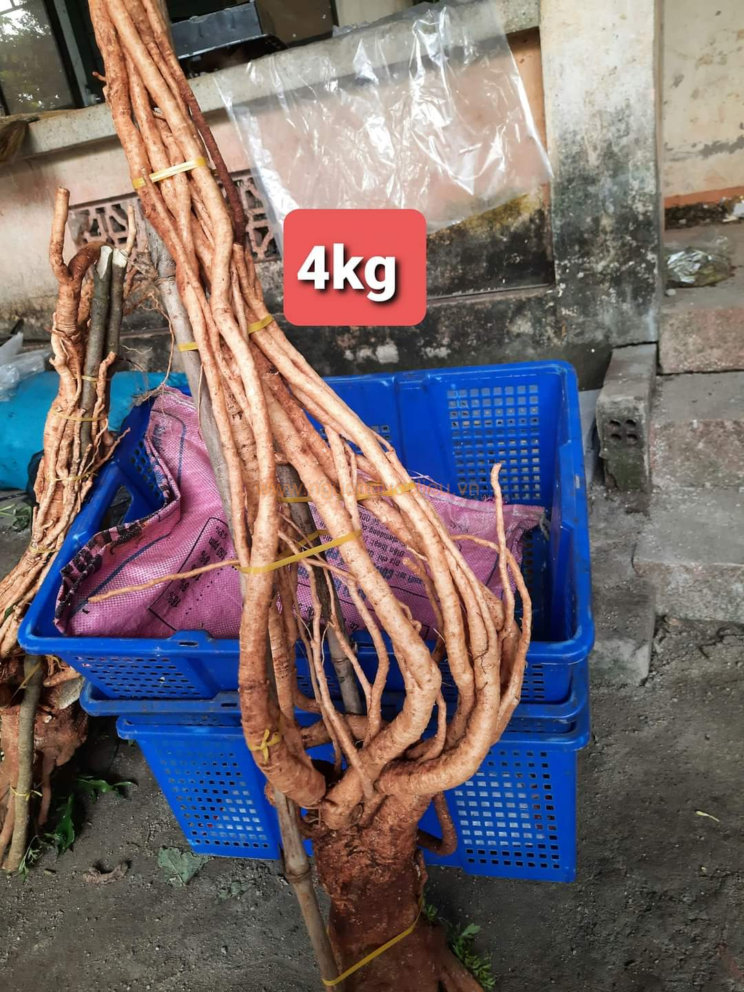 Củ rễ đinh lăng nếp lá nhỏ tây nguyên