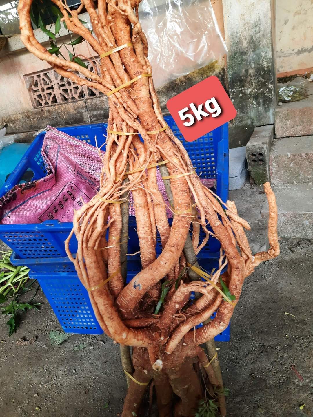 Củ rễ đinh lăng nếp lá nhỏ tây nguyên