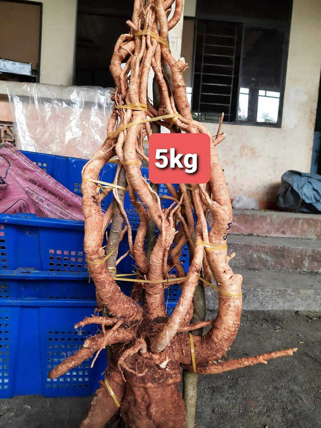Củ rễ đinh lăng nếp lá nhỏ tây nguyên
