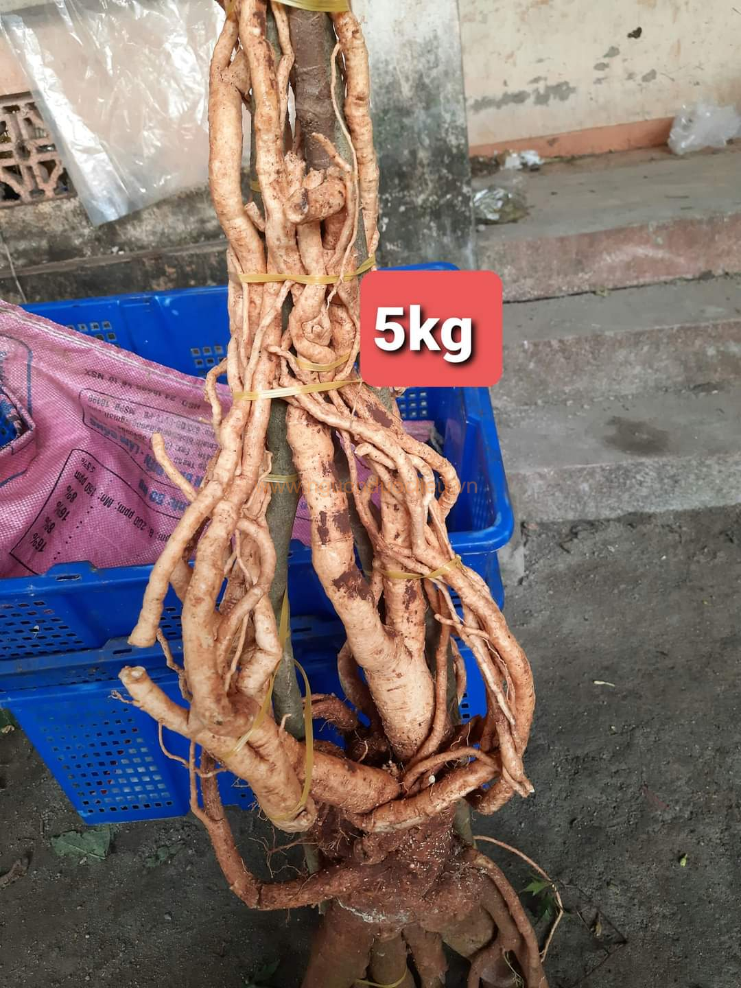 Củ rễ đinh lăng nếp lá nhỏ tây nguyên