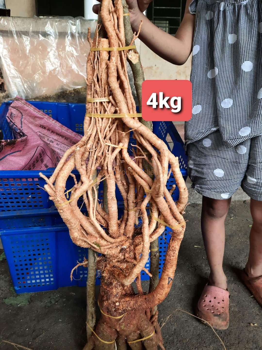 Củ rễ đinh lăng nếp lá nhỏ tây nguyên