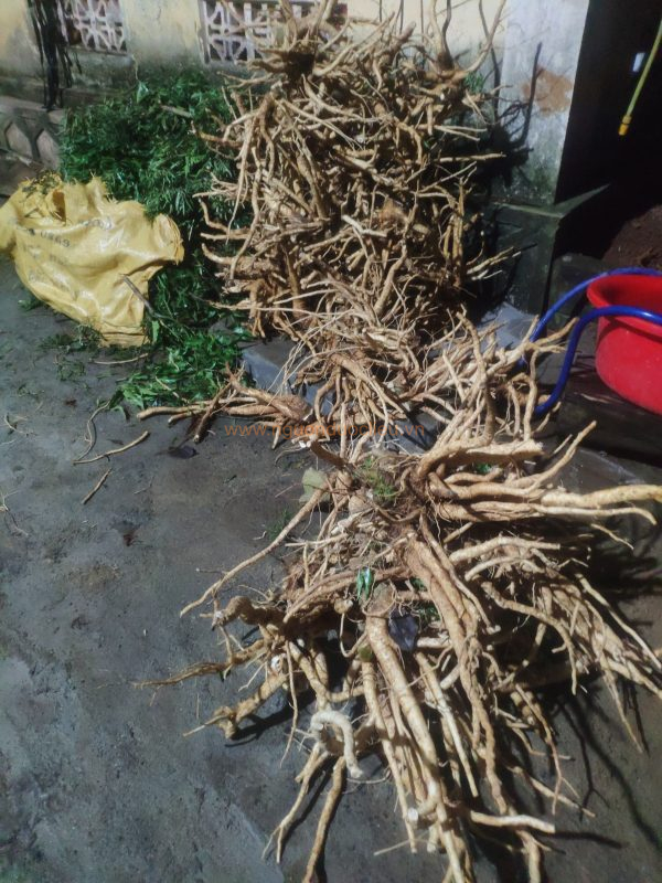 Củ rễ đinh lăng nếp lá nhỏ tây nguyên