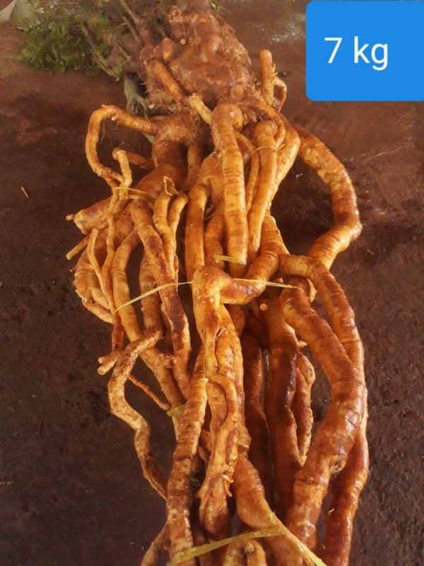 Củ rễ đinh lăng nếp lá nhỏ tây nguyên