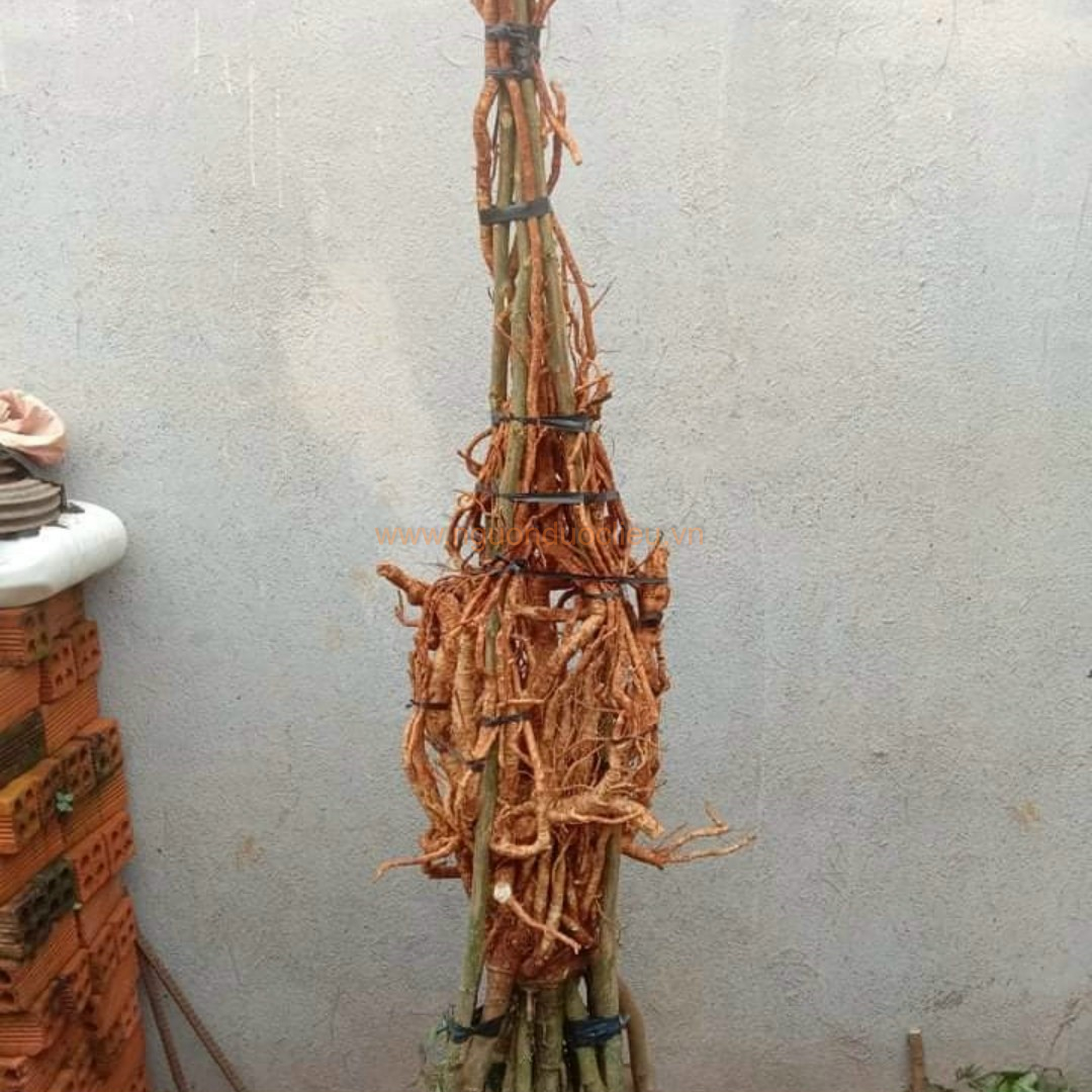 Củ rễ đinh lăng nếp lá nhỏ tây nguyên