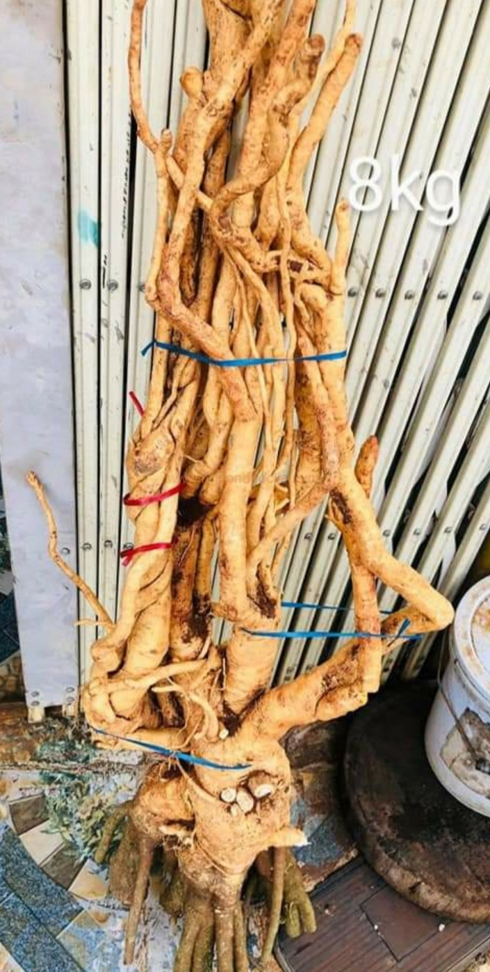 Củ rễ đinh lăng nếp lá nhỏ tây nguyên