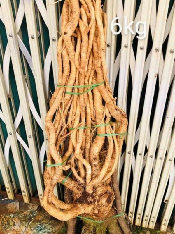 Củ rễ đinh lăng nếp lá nhỏ tây nguyên