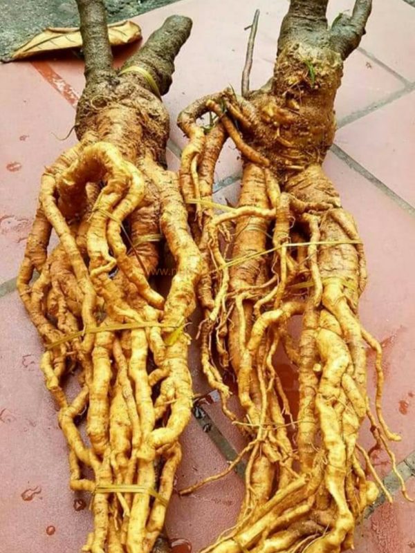 Củ rễ đinh lăng nếp lá nhỏ tây nguyên