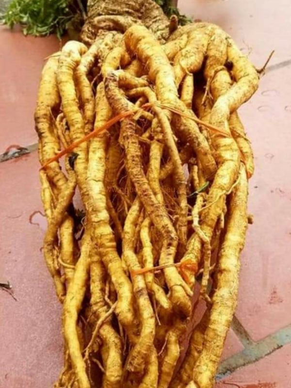 Củ rễ đinh lăng nếp lá nhỏ tây nguyên