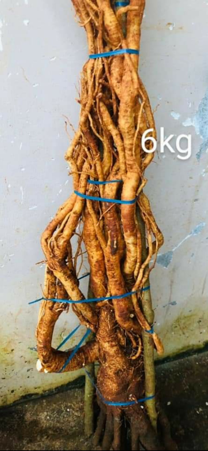 Củ rễ đinh lăng nếp lá nhỏ tây nguyên