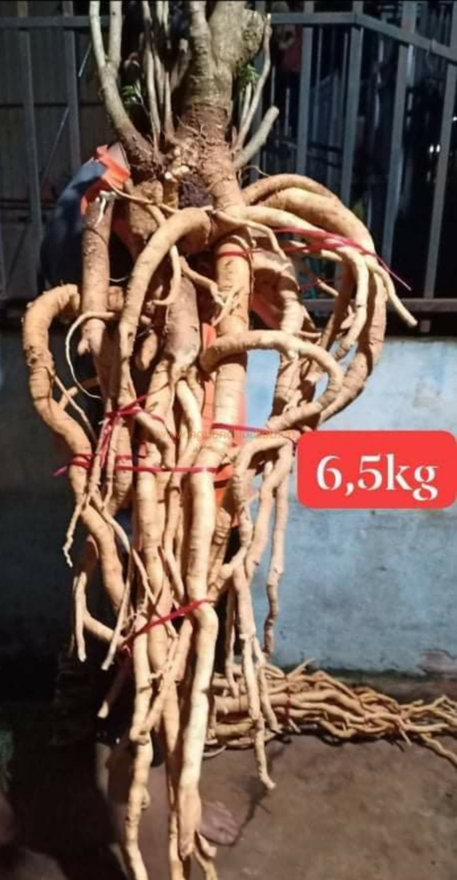 Củ rễ đinh lăng nếp lá nhỏ tây nguyên