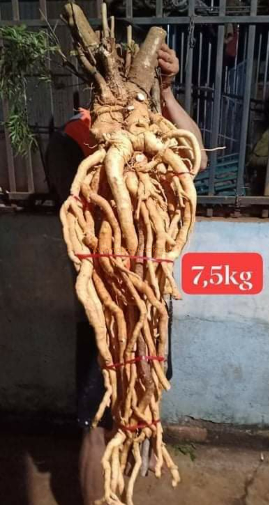 Củ rễ đinh lăng nếp lá nhỏ tây nguyên