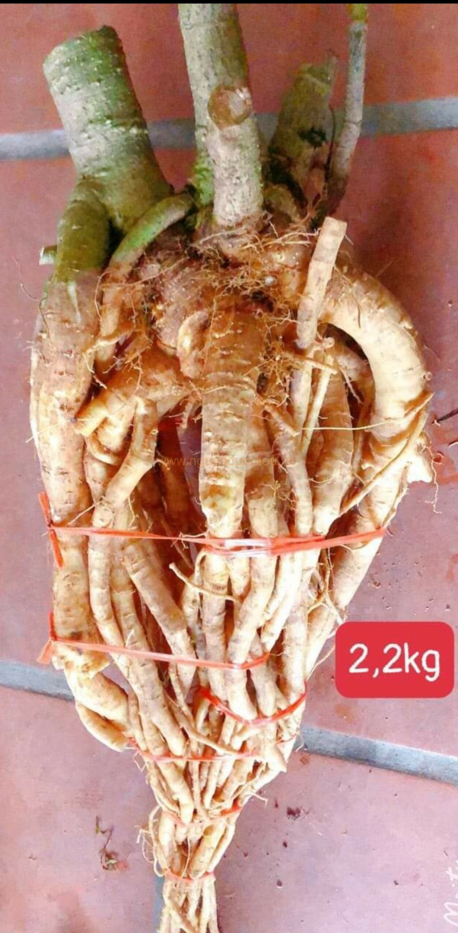 Củ rễ đinh lăng nếp lá nhỏ tây nguyên