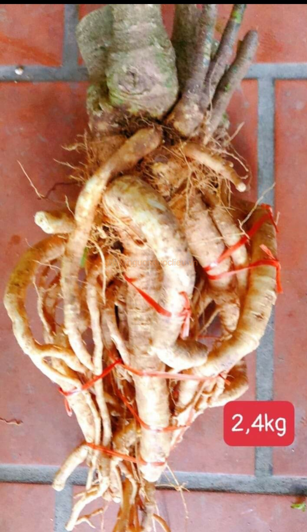 Củ rễ đinh lăng nếp lá nhỏ tây nguyên