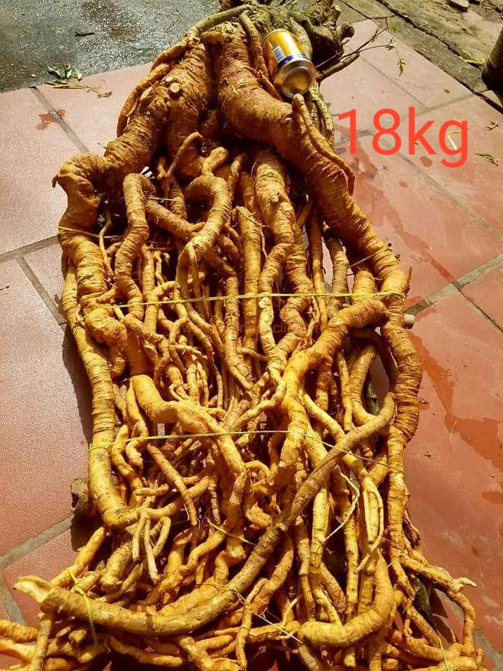 Củ rễ đinh lăng nếp lá nhỏ tây nguyên