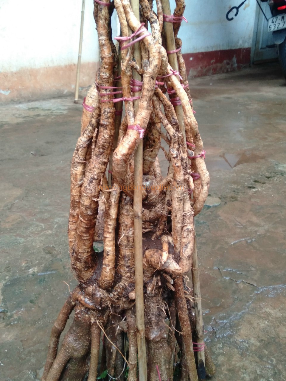 Củ rễ đinh lăng nếp lá nhỏ tây nguyên