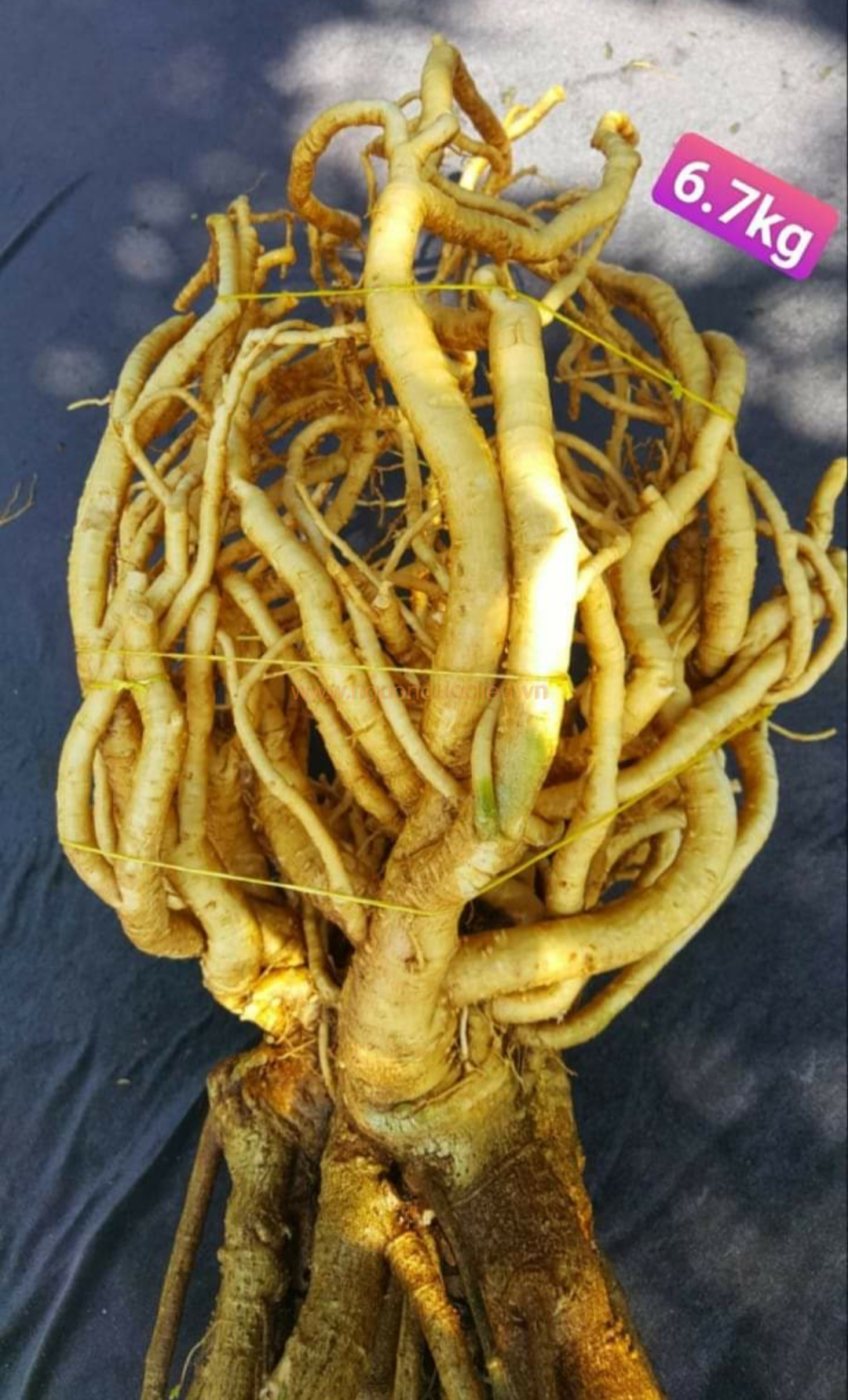 Củ rễ đinh lăng nếp lá nhỏ tây nguyên