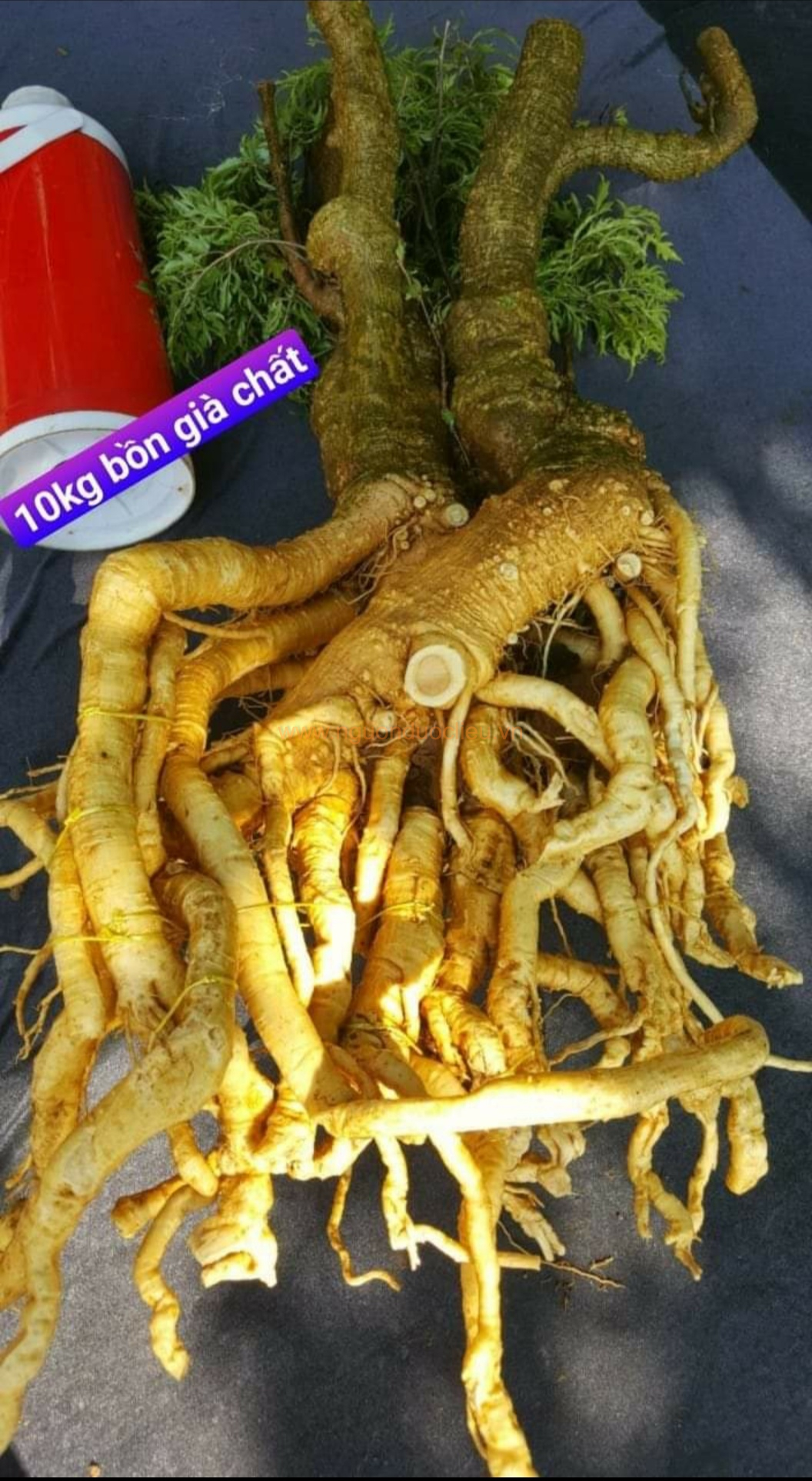 Củ rễ đinh lăng nếp lá nhỏ tây nguyên