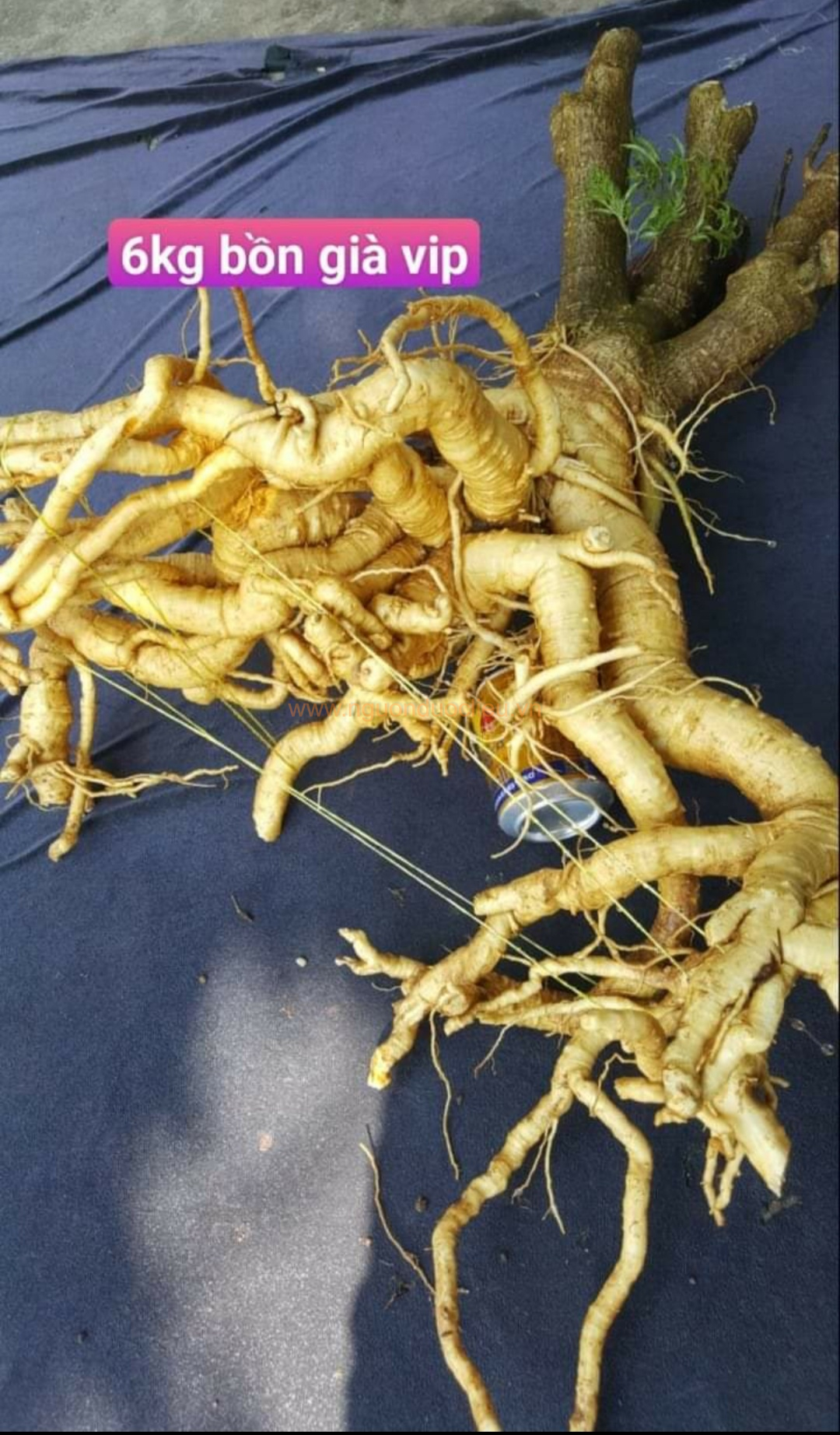 Củ rễ đinh lăng nếp lá nhỏ tây nguyên