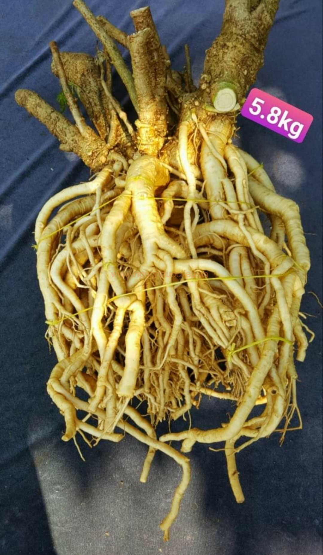 Củ rễ đinh lăng nếp lá nhỏ tây nguyên